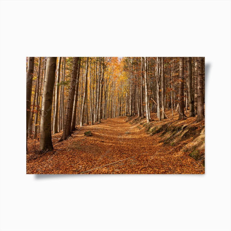 Poster herbstlicher waldweg mit goldenen blättern