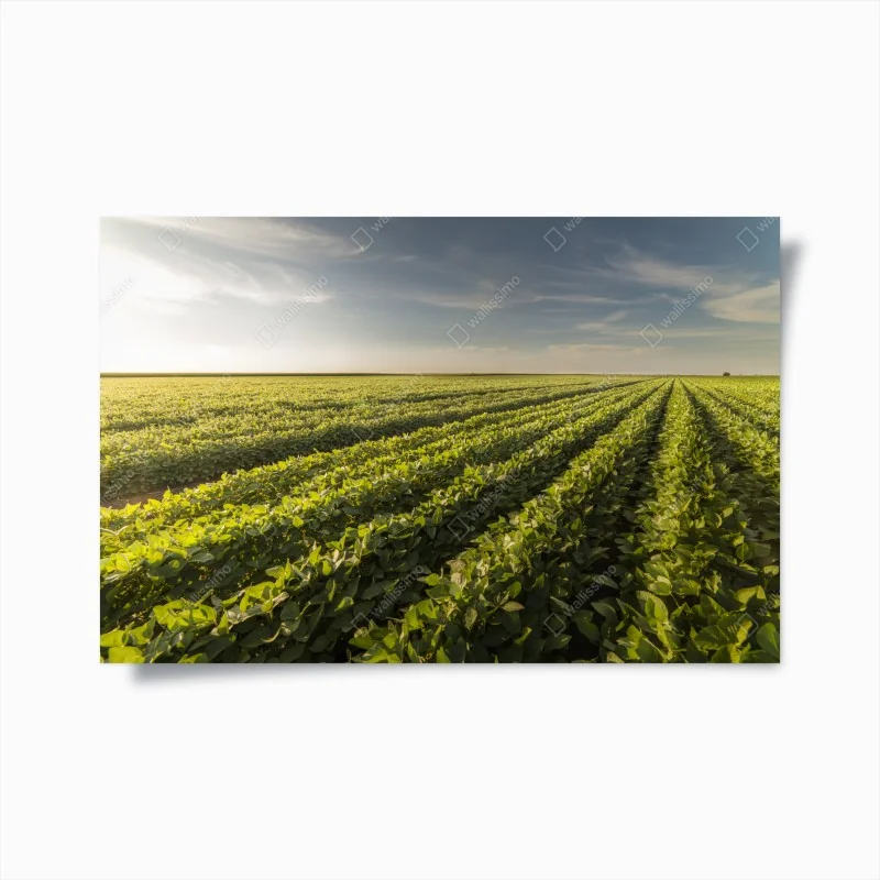 Poster majestätischer löwe in der steppe – Wallnifity®