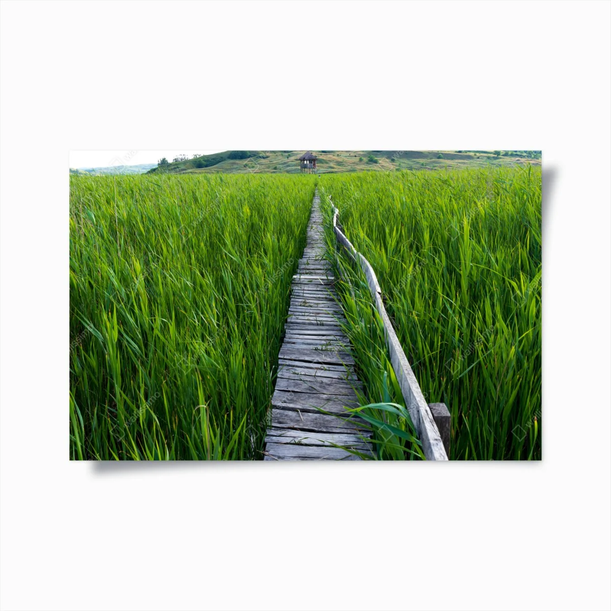 Poster ruhiger grüner steg durch schilfland zur rustikalen hütte – Wallnifity®