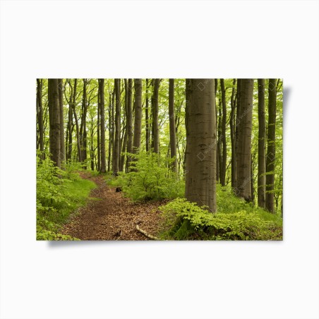 Poster ruhiger grüner waldweg – Wallnifity®