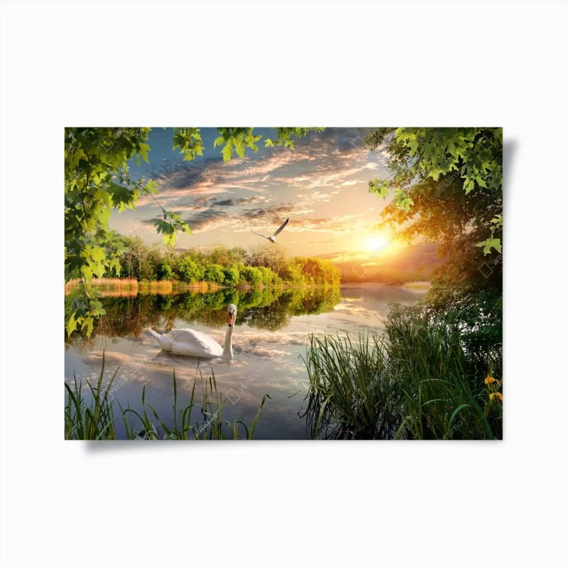 Poster sonnenuntergang mit schwan auf stillem see