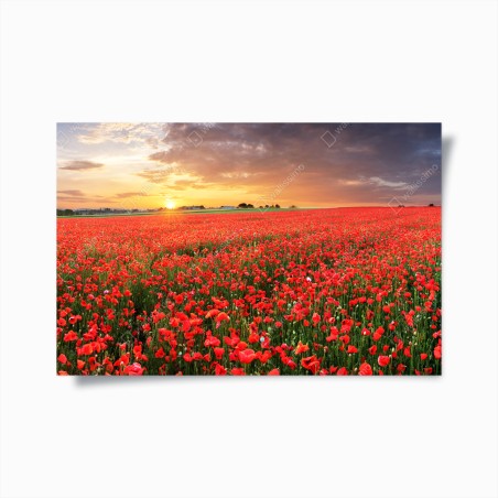 Poster mohnfeld im sonnenuntergang – Wallnifity®