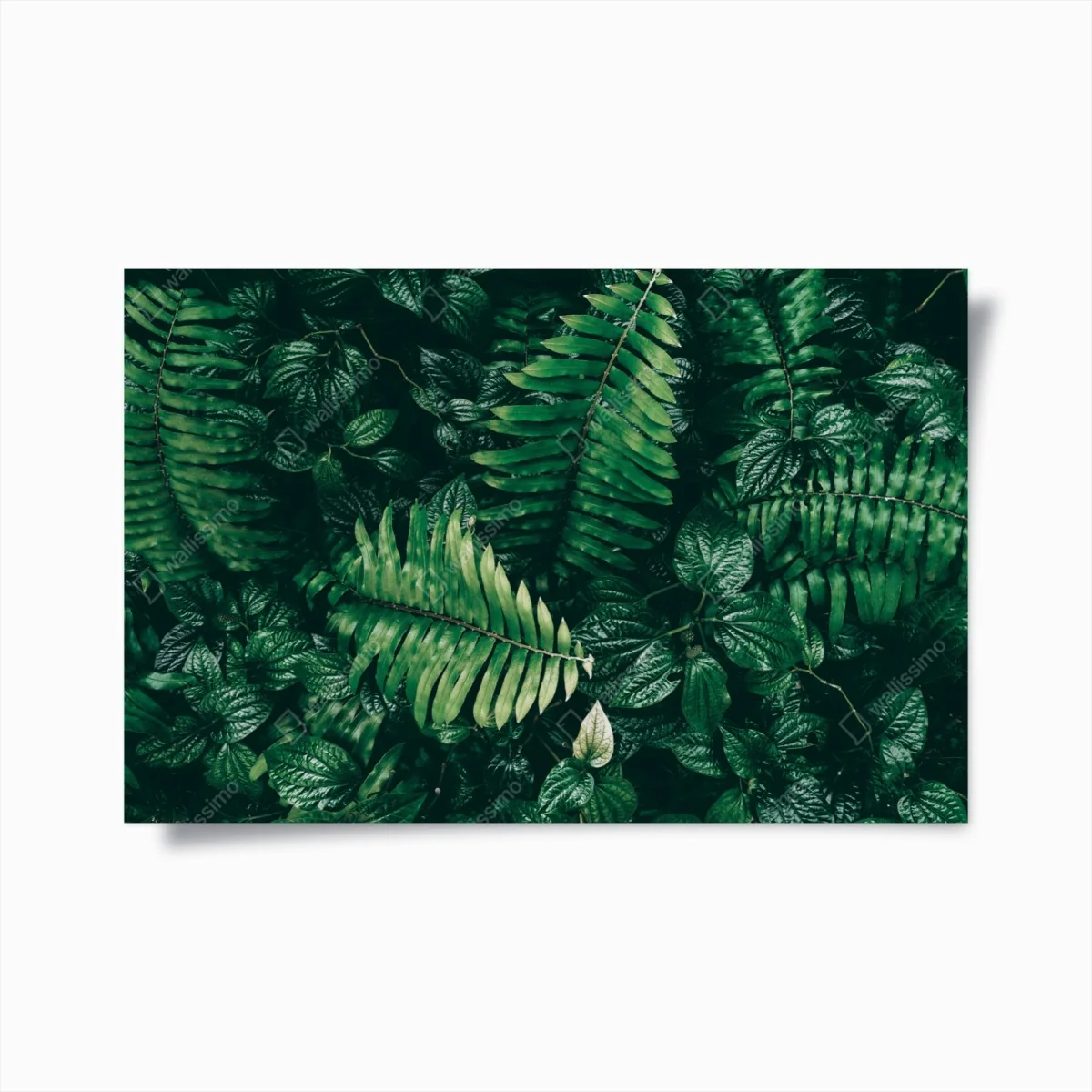 Poster üppige tropische blätter – Wallnifity®