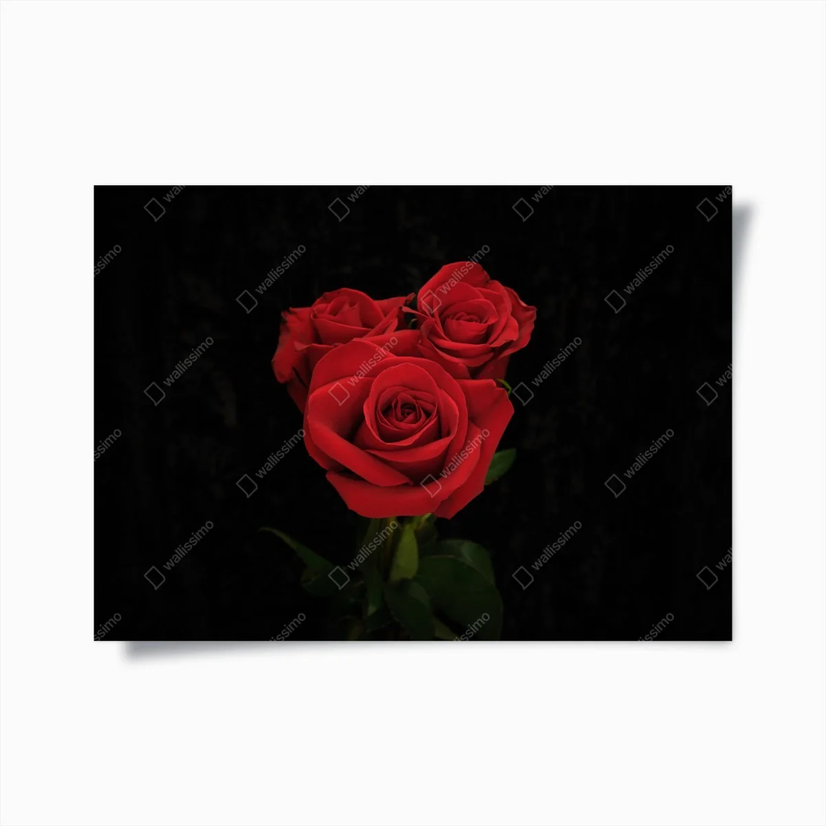 Poster rote rosen vor schwarzem hintergrund – Wallnifity® Poster rote rosen vor schwarzem hintergrund – Wallnifity®