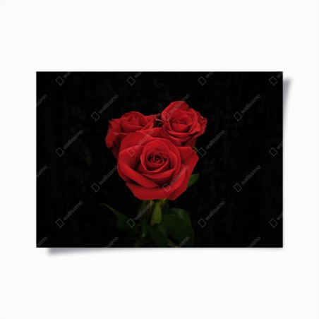 Poster rote rosen vor schwarzem hintergrund – Wallnifity®