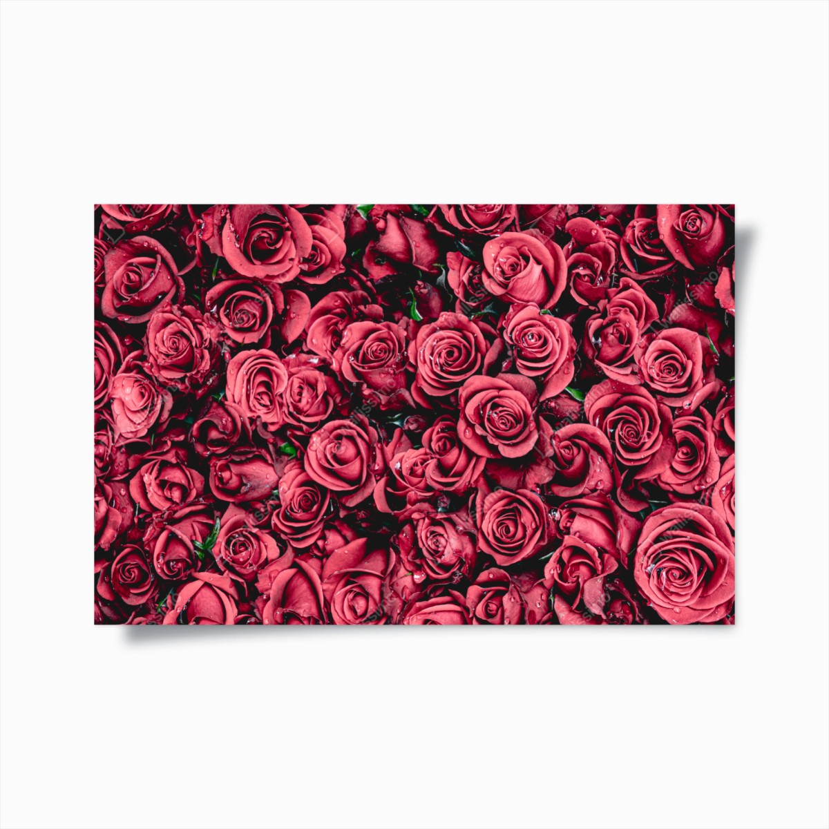 Poster pralle rote rosen wandbild – Wallnifity®
