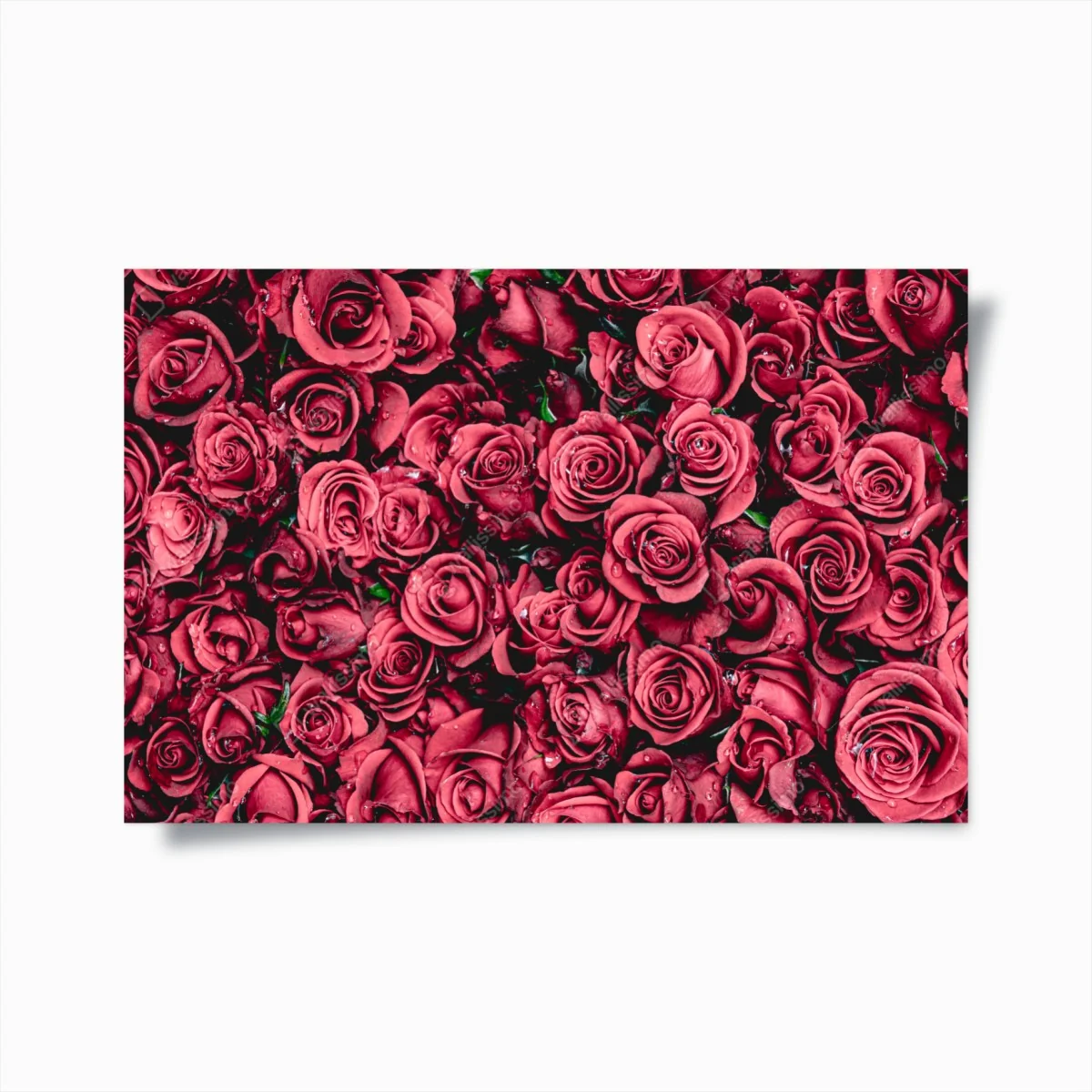 Poster pralle rote rosen wandbild – Wallnifity® Poster pralle rote rosen wandbild – Wallnifity®