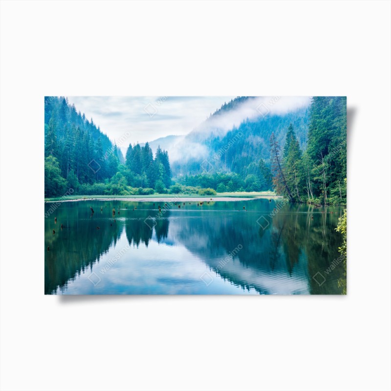 Poster nebeliger kiefernwald – Wallnifity®