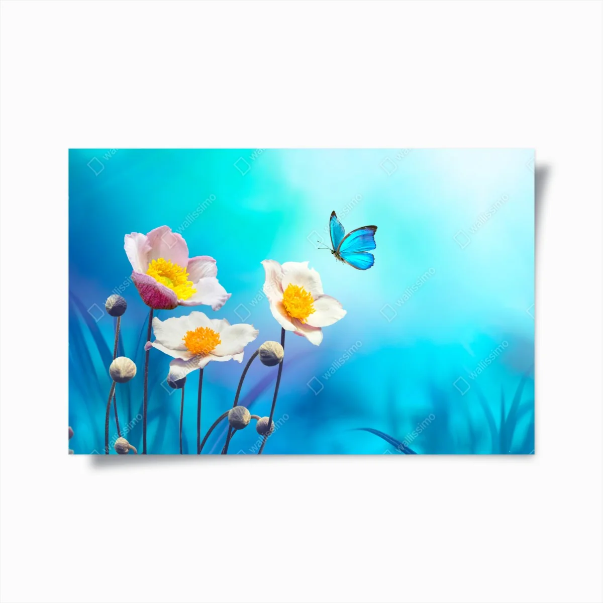 Poster zarte rosa anemonen und blauer schmetterling – Wallnifity® Poster zarte rosa anemonen und blauer schmetterling – Wallnifity®
