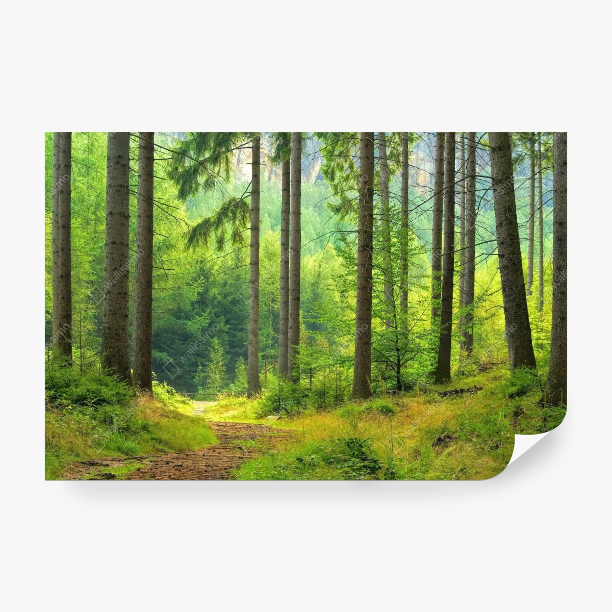 Fototapete sonniger waldweg – Wallnifity® Fototapete sonniger waldweg – Wallnifity®