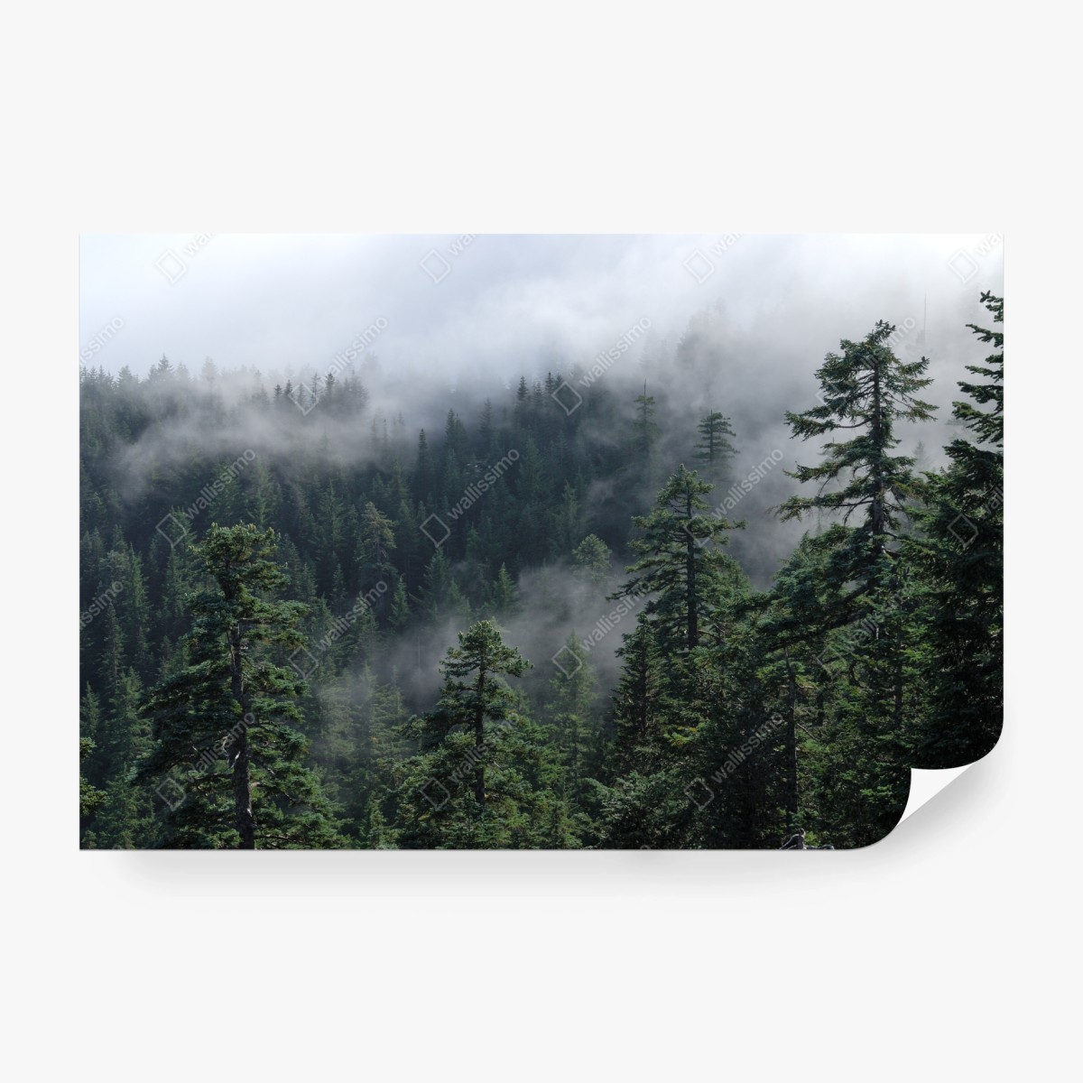 Fototapete nebliger wald vom Larch Mount, Oregon – Wallnifity® Fototapete nebliger wald vom Larch Mount, Oregon – Wallnifity®