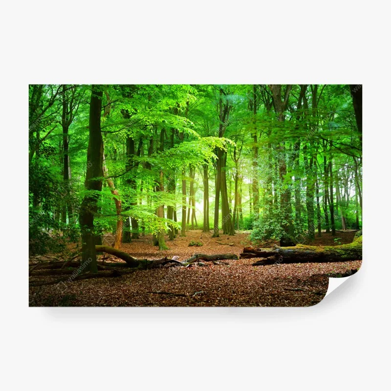 Fototapete tropischer palmenstrand unter blauem himmel – Wallnifity®