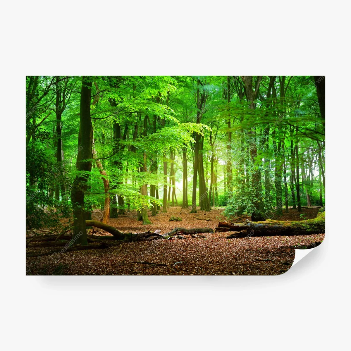 Fototapete sonnendurchfluteter grüner wald – Wallnifity® Fototapete sonnendurchfluteter grüner wald – Wallnifity®