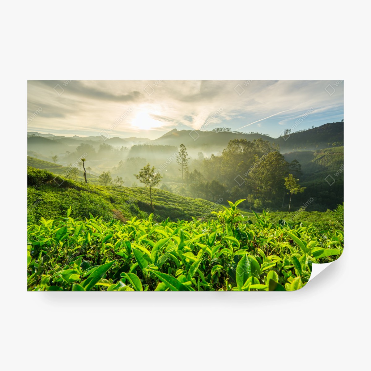 Fototapete sonnenaufgang über den teeplantagen von Munnar – Wallnifity®