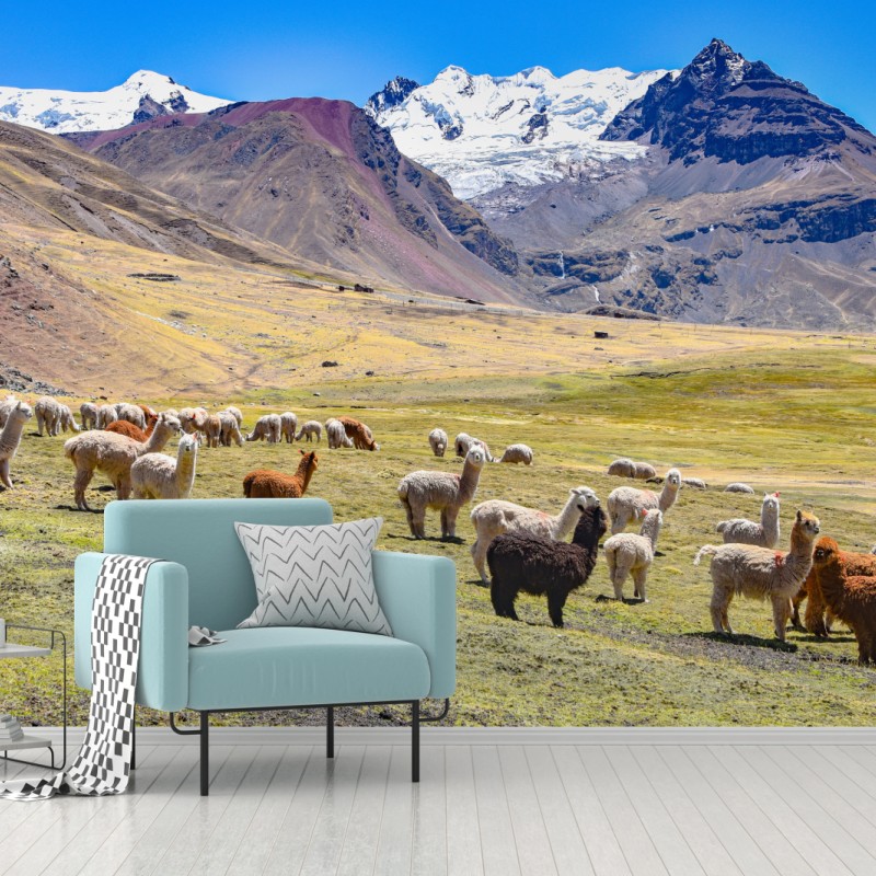 Fototapete alpakas und lamas weiden bei Mt Ausangate, Cusco