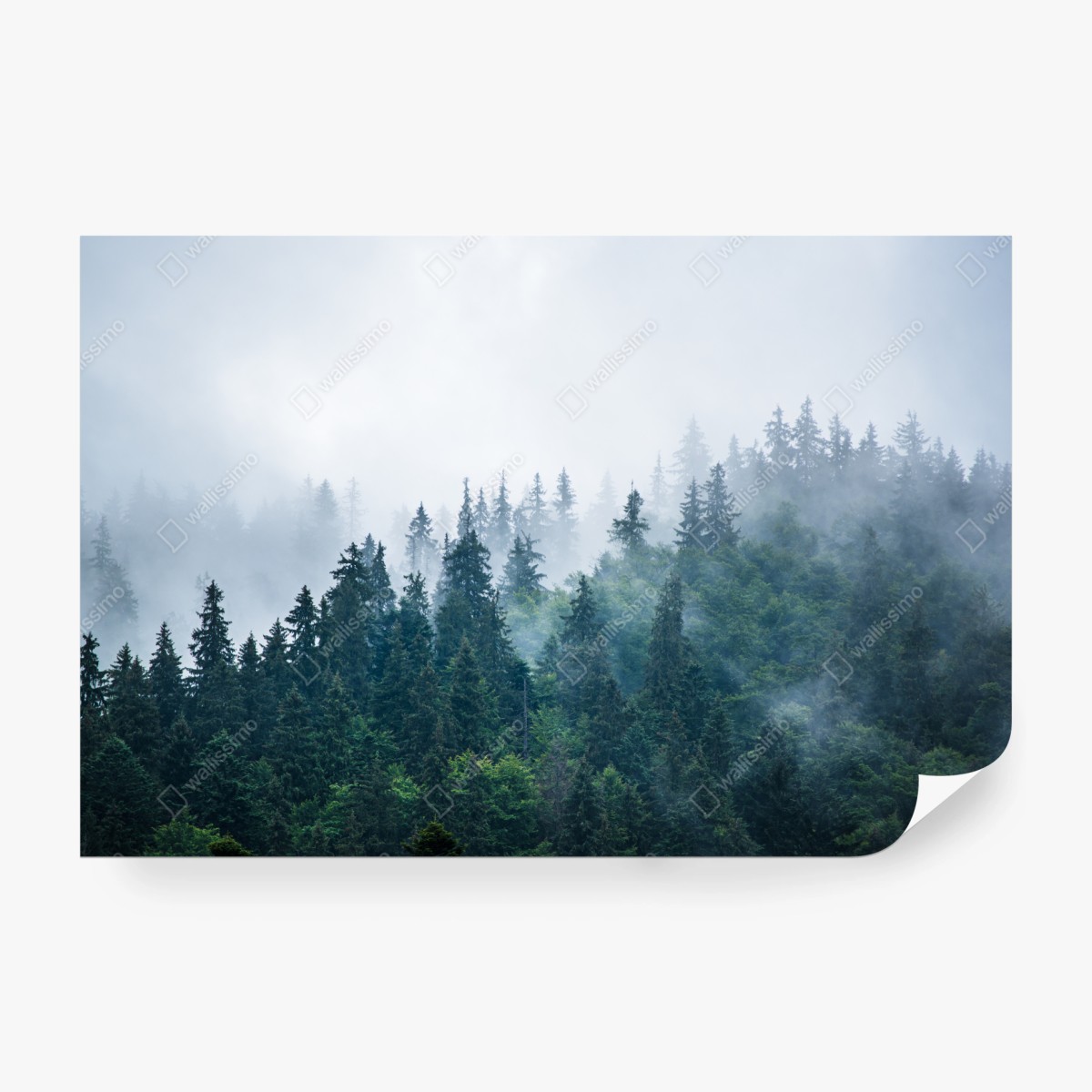 Fototapete nebliger nadelwald – Wallnifity®