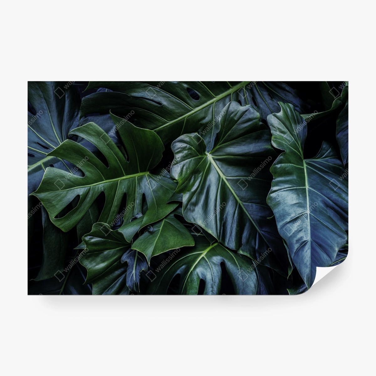 Fototapete üppige tropische monstera-blätter – Wallnifity® Fototapete üppige tropische monstera-blätter – Wallnifity®