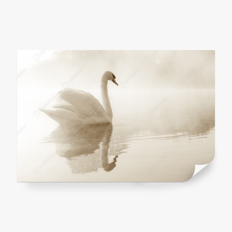 Fototapete eleganter schwan im nebel