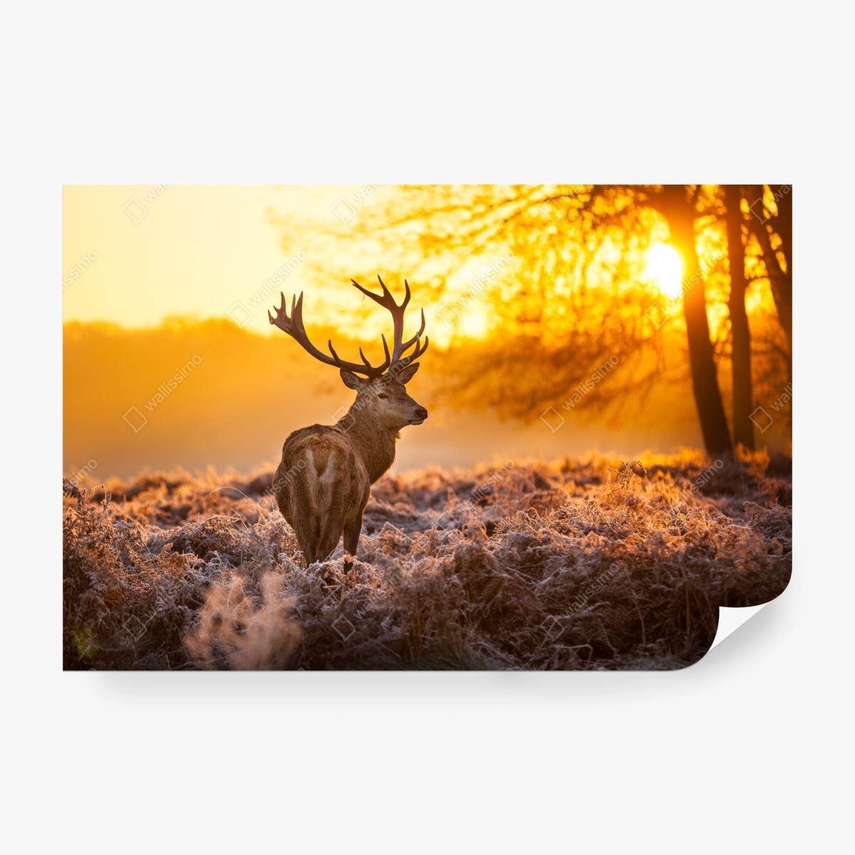 Fototapete goldener hirsch im sonnenaufgang – Wallnifity® Fototapete goldener hirsch im sonnenaufgang – Wallnifity®