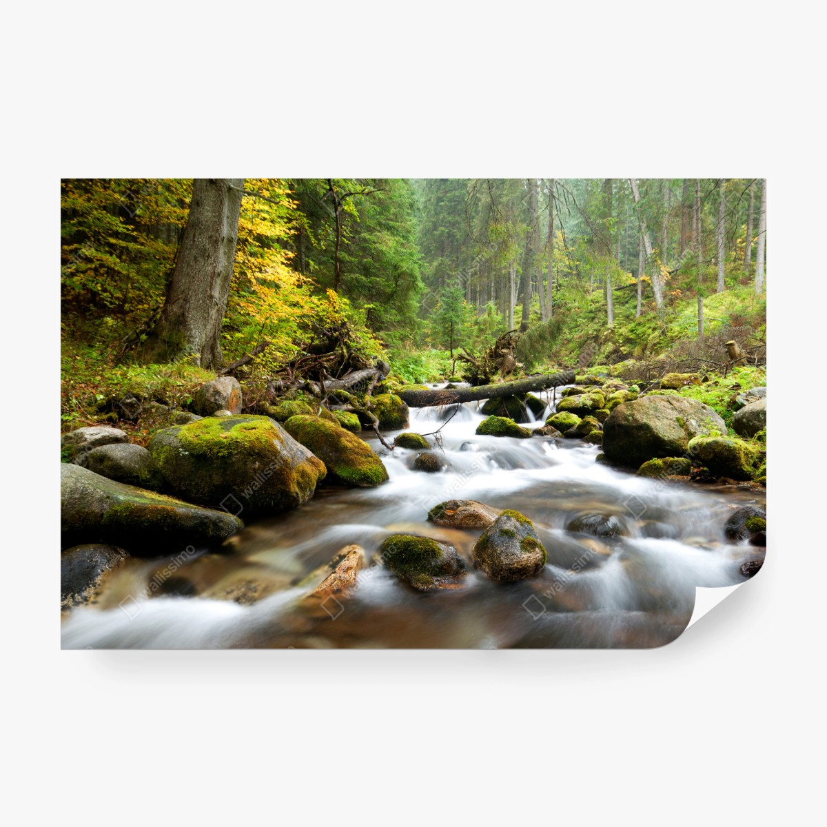 Fototapete moosbedeckter waldbach im herbst – Wallnifity® Fototapete moosbedeckter waldbach im herbst – Wallnifity®