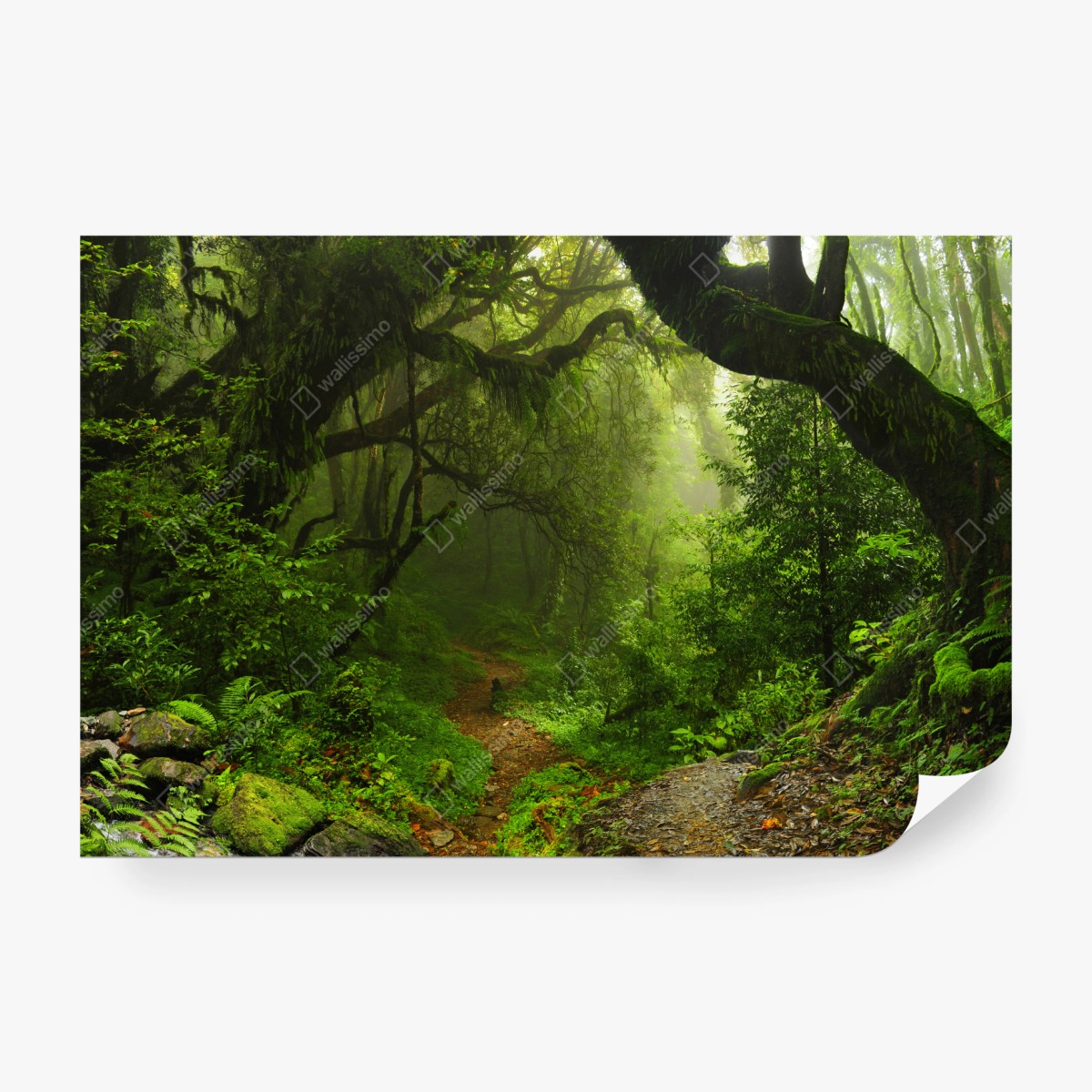 Fototapete verwunschener moosiger waldpfad – Wallnifity® Fototapete verwunschener moosiger waldpfad – Wallnifity®