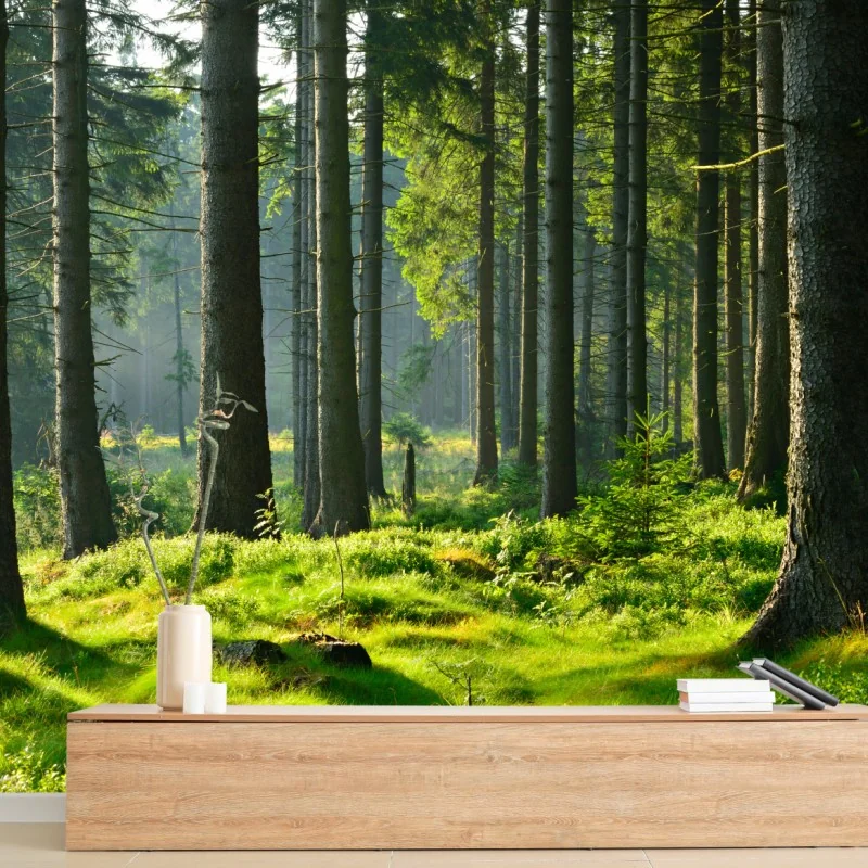 Fototapete sonnige grüne lichtung im wald – Wallnifity®