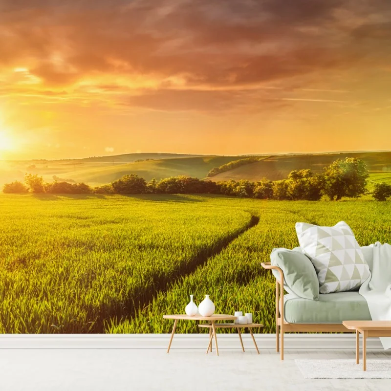 Fototapete sonnenbeschienene wiese im abendlicht