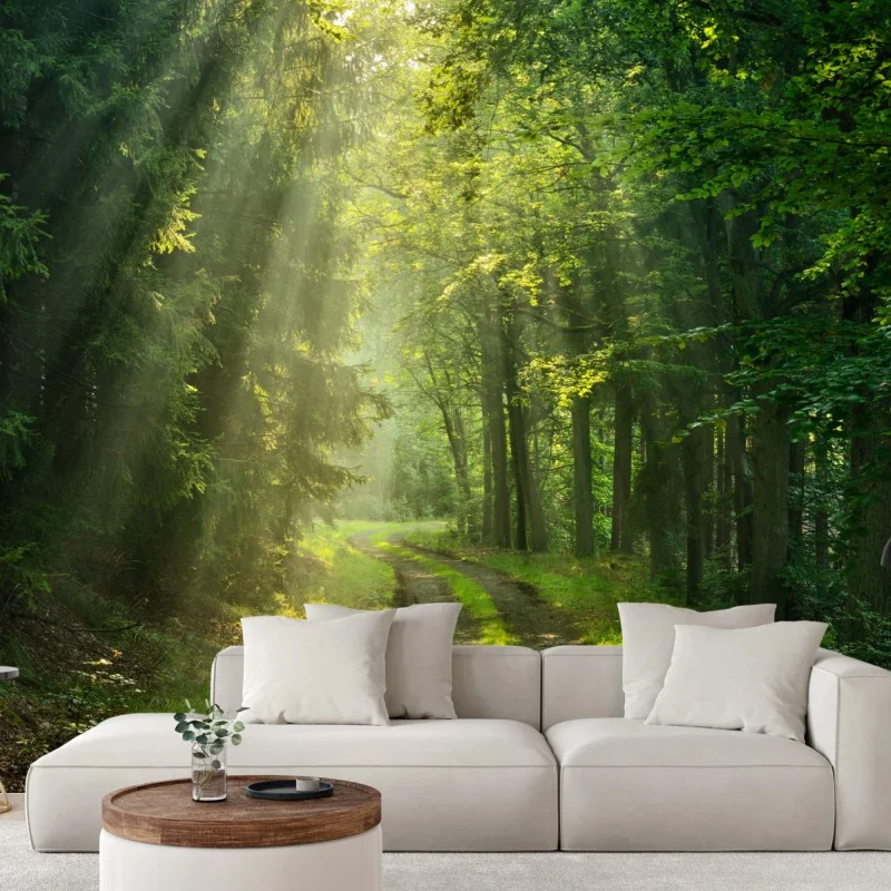 Fototapete sonnenbeschienener waldpfad