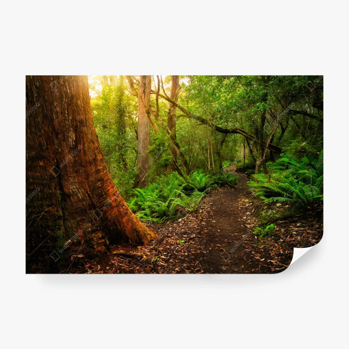 Fototapete urwaldpfad in Tasmanien – Wallnifity®