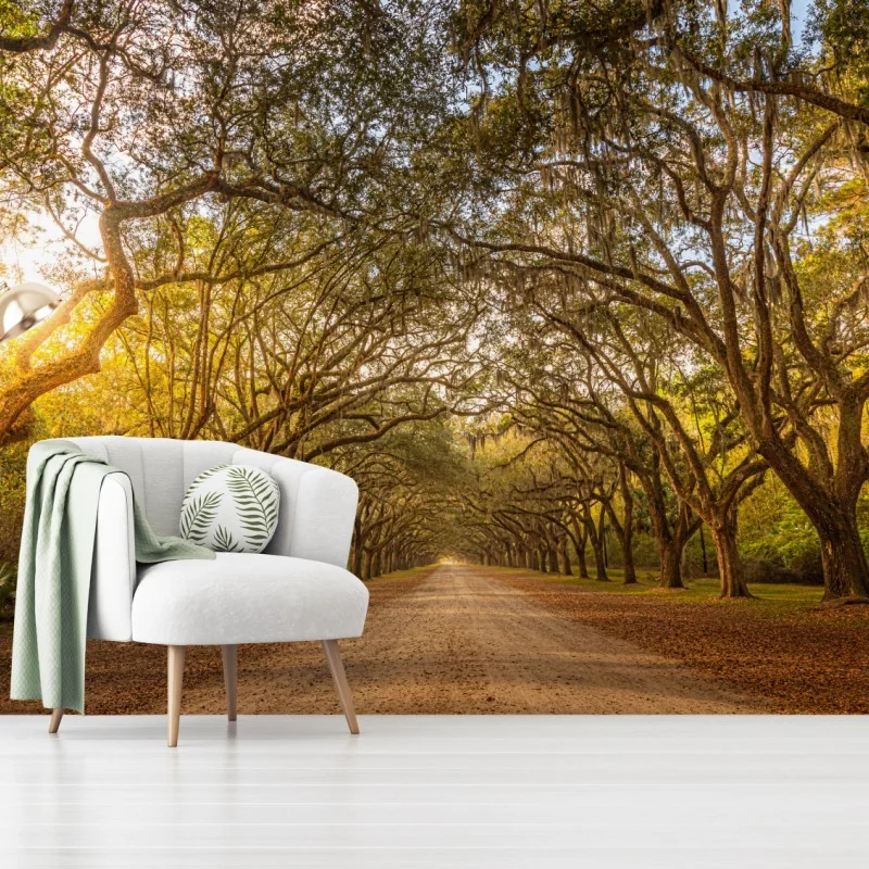 Fototapete sonnenbeschienene eichenallee bei Savannah