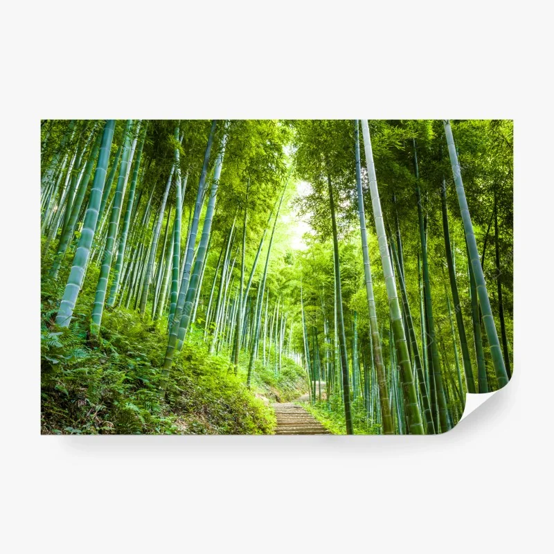 Fototapete ruhiger bambuswaldweg
