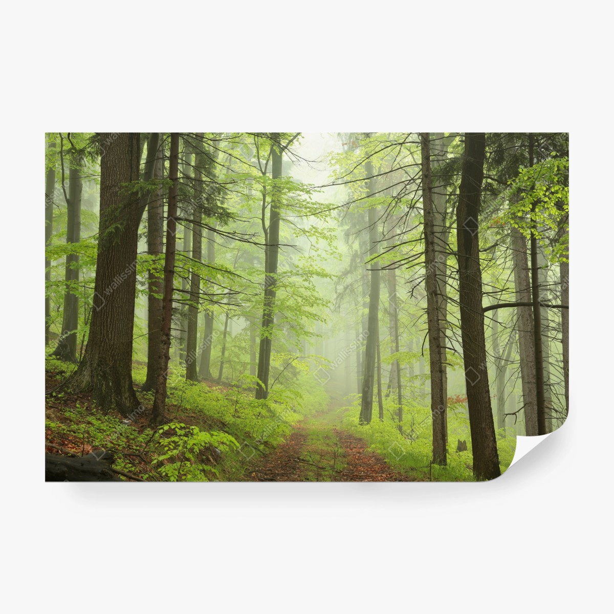 Fototapete nebliger grüner waldpfad – Wallnifity®