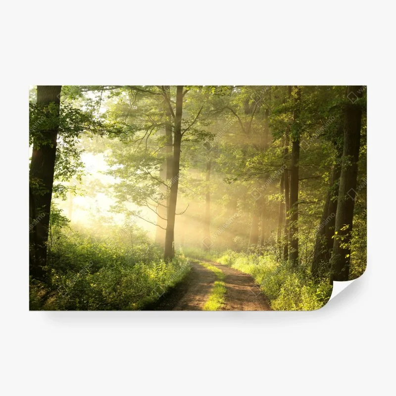 Fototapete morgendliches licht im wald