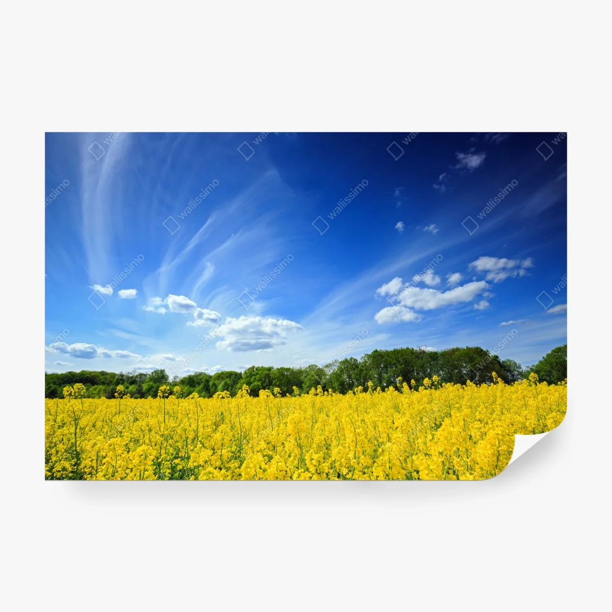 Fototapete polnisches rapsfeld unter blauem himmel – Wallnifity®