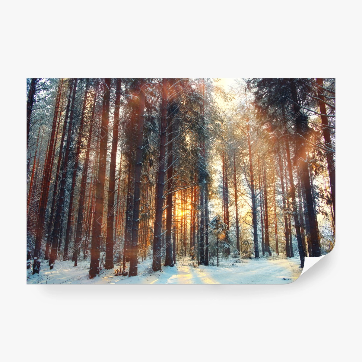 Fototapete winterwald im morgendlichen licht – Wallnifity® Fototapete winterwald im morgendlichen licht – Wallnifity®