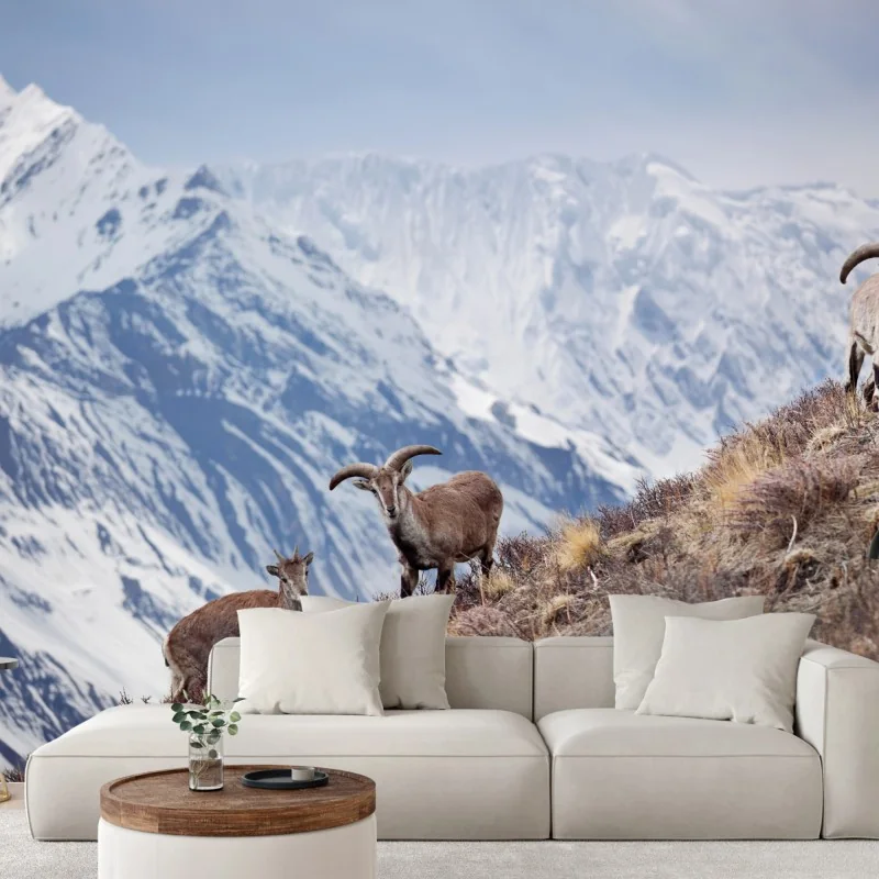 Fototapete wilde blaue schafe an einem hang im Himalaya, Manang, Nepal