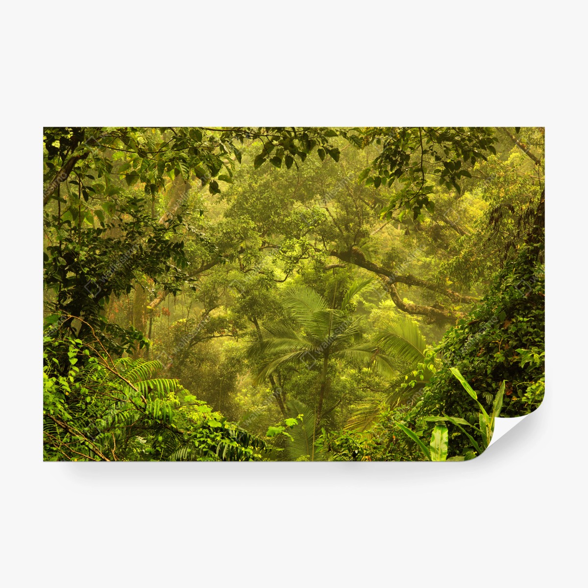 Fototapete üppiges regenwalddach bei Cairns – Wallnifity® Fototapete üppiges regenwalddach bei Cairns – Wallnifity®