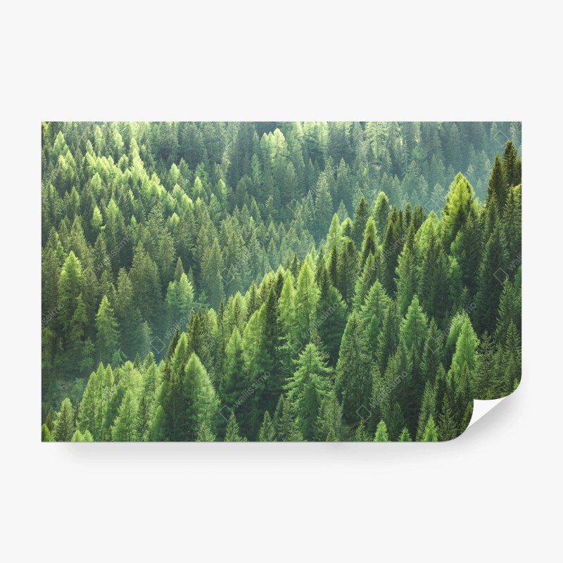 Fototapete straße durch kiefernwald zu gletschersee und bergen – Wallnifity®