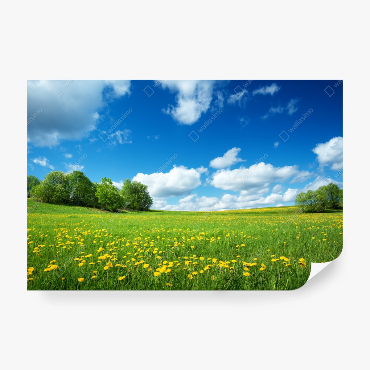 Fototapete sonnige wiese mit löwenzahn und blauem himmel – Wallnifity® Fototapete sonnige wiese mit löwenzahn und blauem himmel – Wallnifity®
