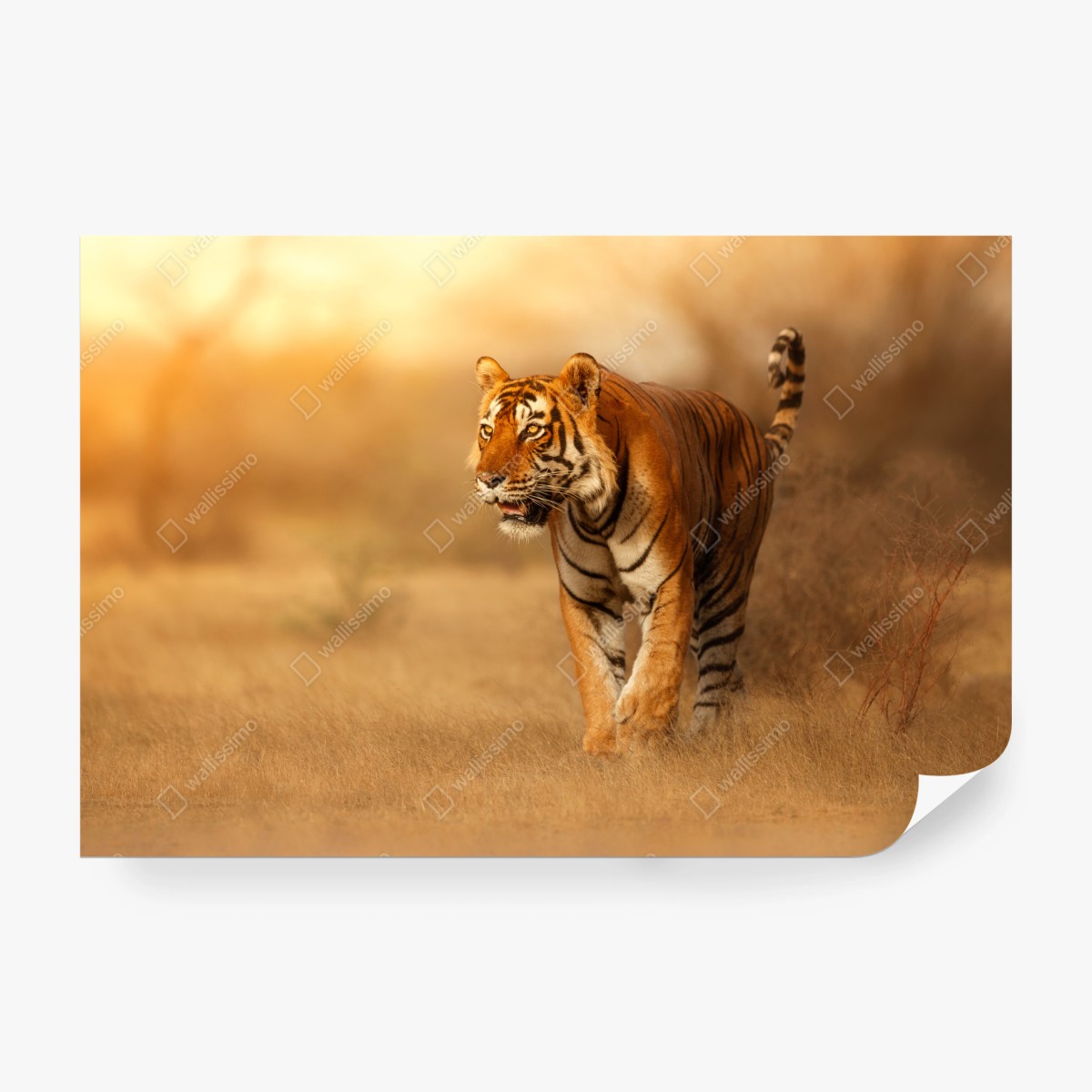 Fototapete majestätischer tiger im goldenen licht – Wallnifity®