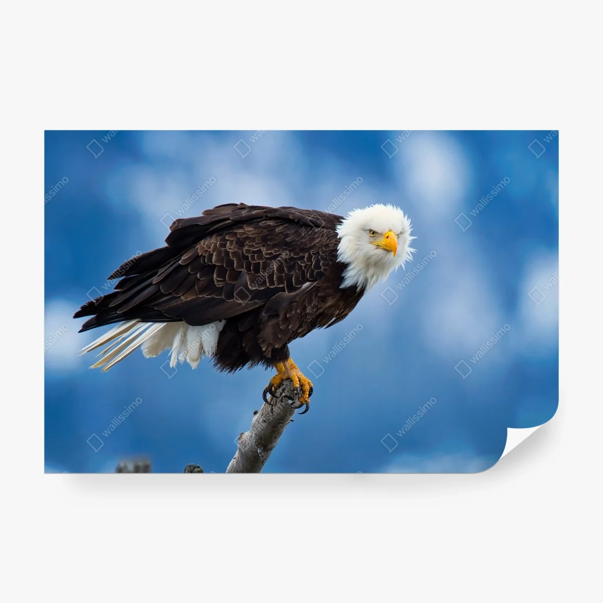 Fototapete majestätisches porträt eines weißkopfseeadlers – Wallnifity® Fototapete majestätisches porträt eines weißkopfseeadlers – Wallnifity®