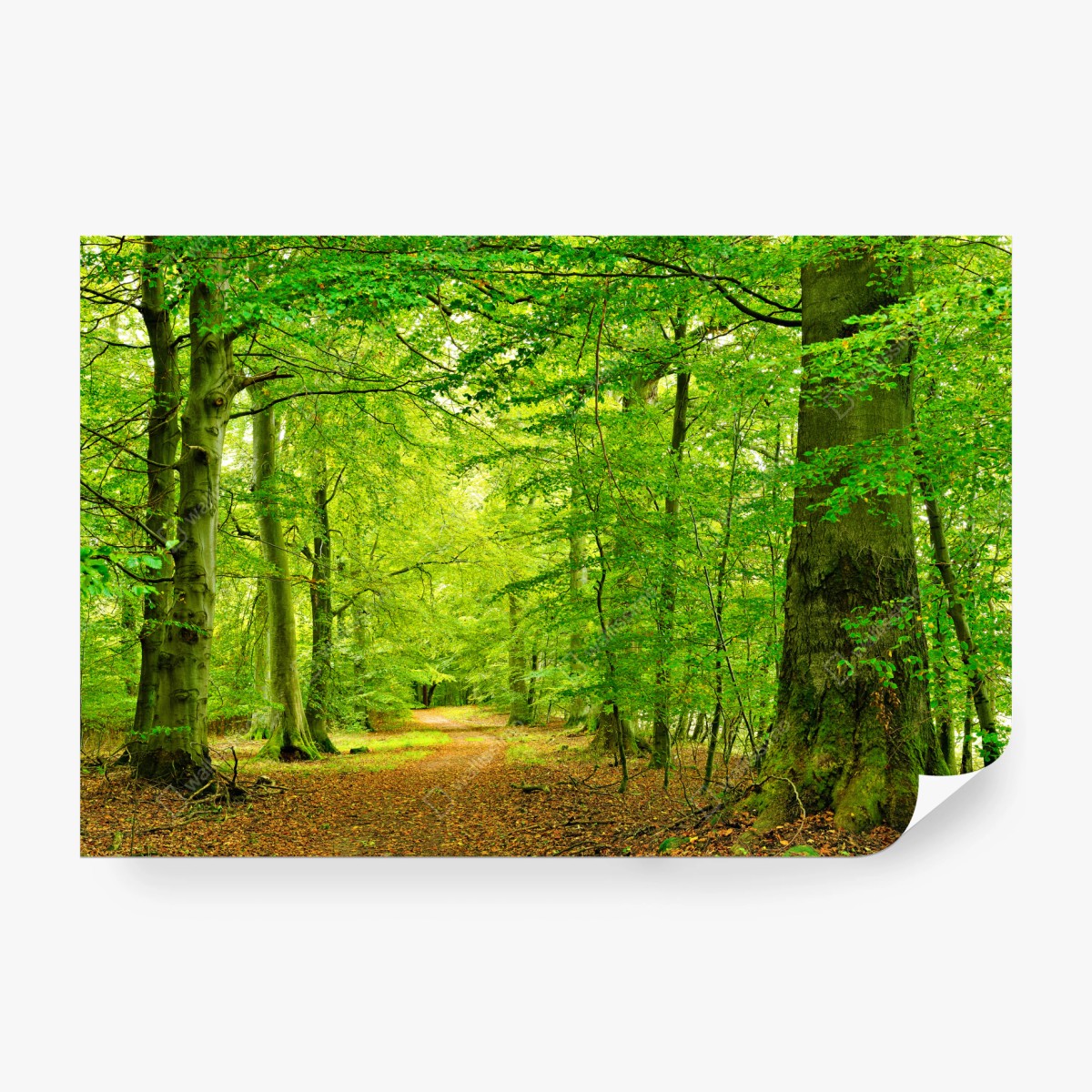 Fototapete ruhiger grüner waldpfad – Wallnifity®