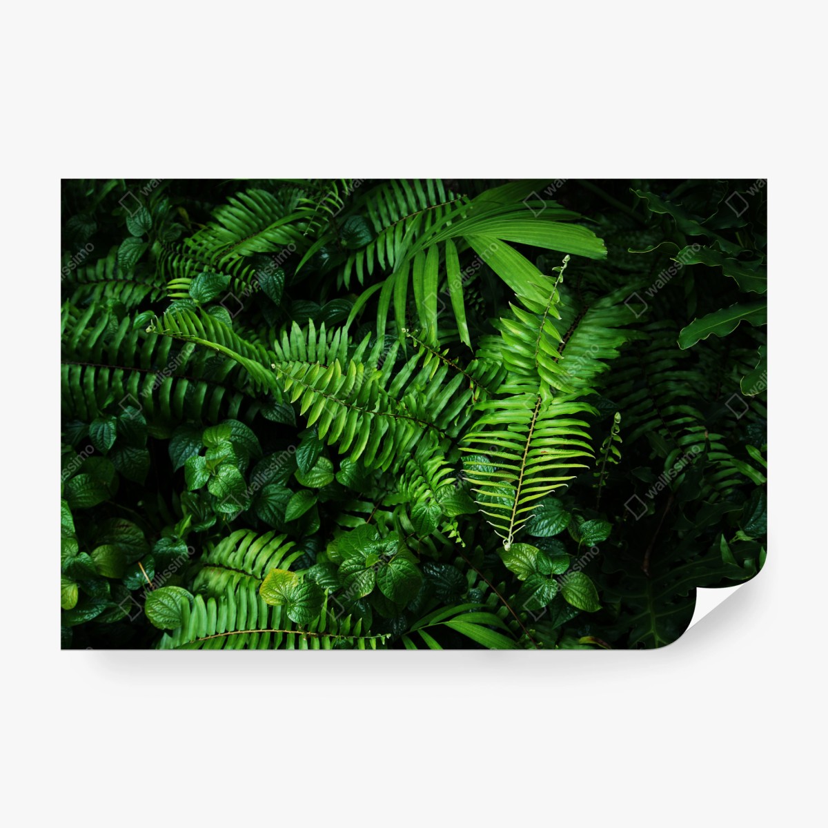 Fototapete üppige tropische farnblätter – Wallnifity® Fototapete üppige tropische farnblätter – Wallnifity®