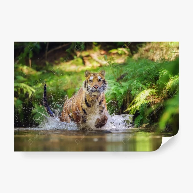 Fototapete majestätischer tiger im waldbach – Wallnifity® Fototapete majestätischer tiger im waldbach – Wallnifity®