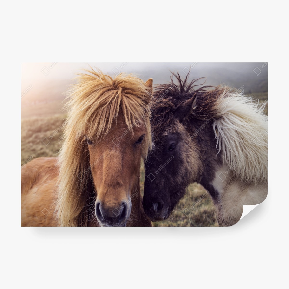 Fototapete zwei pferde auf einem nebligen hügel, Färöer-Inseln – Wallnifity® Fototapete zwei pferde auf einem nebligen hügel, Färöer-Inseln – Wallnifity®