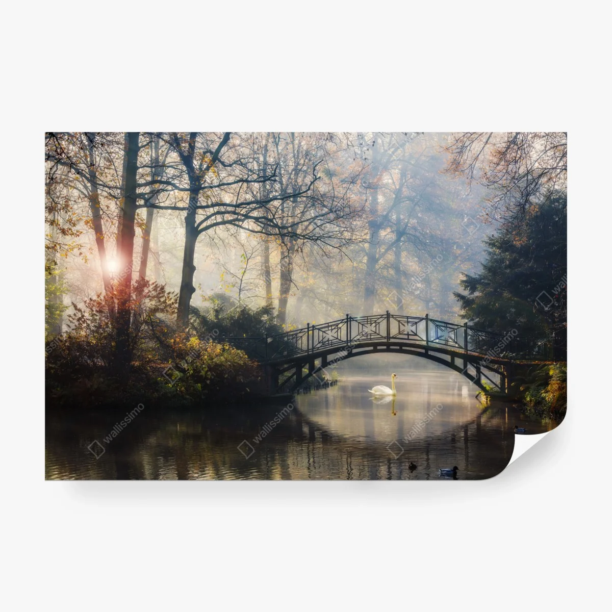Fototapete neblige herbstbrücke mit schwan – Wallnifity®
