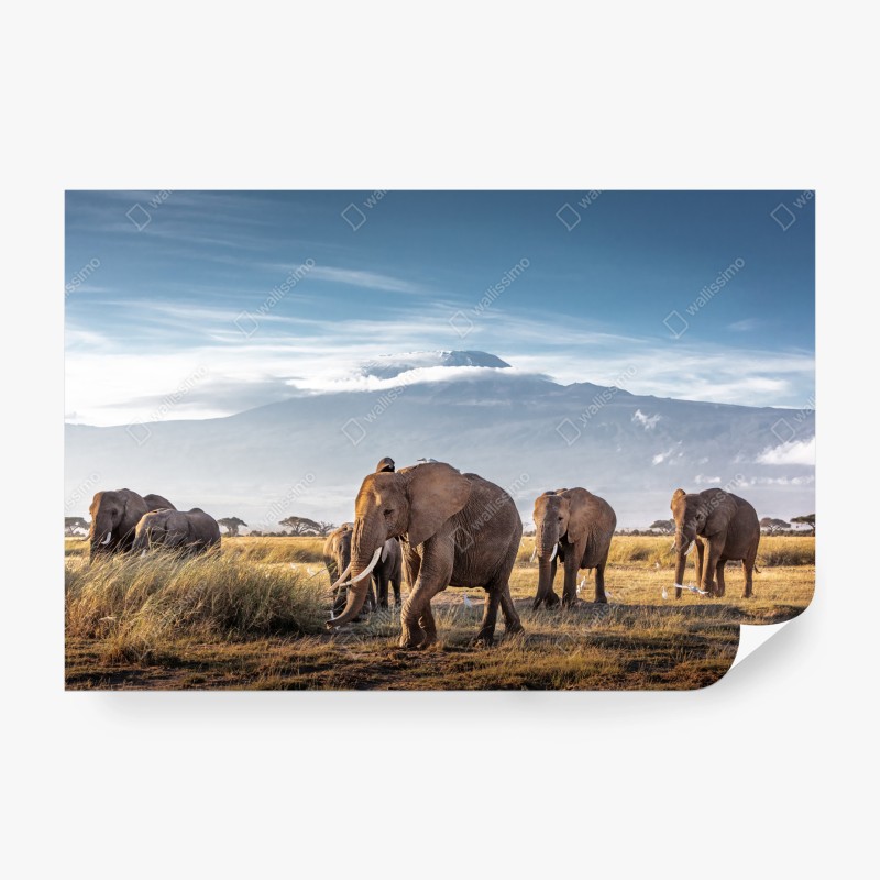 Fototapete rosa aquarell blumenmuster auf dunklem hintergrund – Wallnifity®