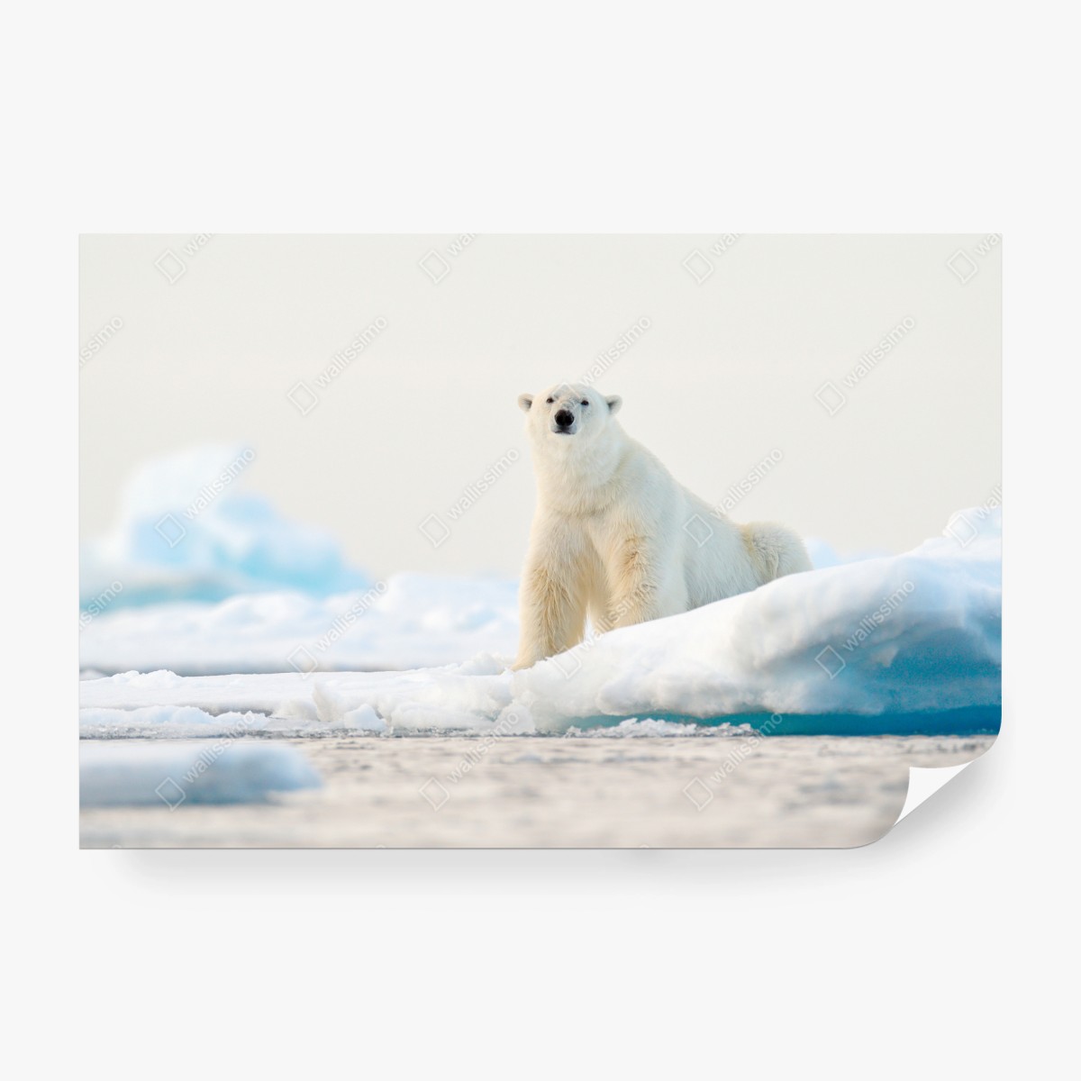 Fototapete eisbär auf eis in der Arktis, Svalbard – Wallnifity®