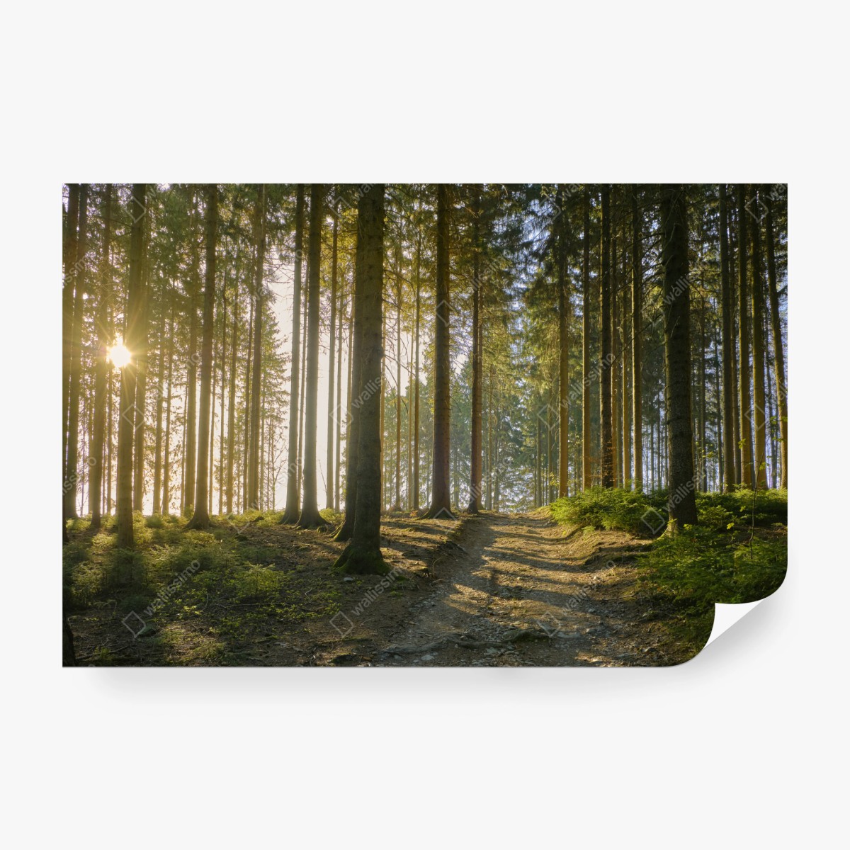 Fototapete sonniger waldweg im morgenlicht – Wallnifity® Fototapete sonniger waldweg im morgenlicht – Wallnifity®