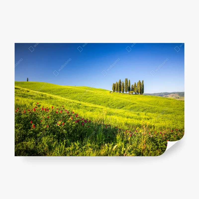 Fototapete grünes gemüse muster – Wallnifity®